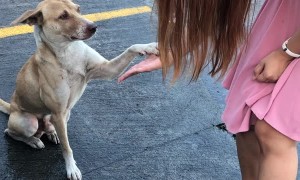 Sweet Street Dog Does High Fives After Being Fed