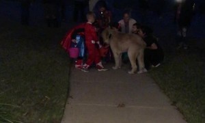 Dog Delivers Halloween Treats