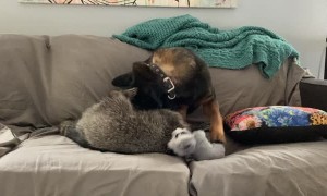 Raccoon and Pooch Play on the Couch