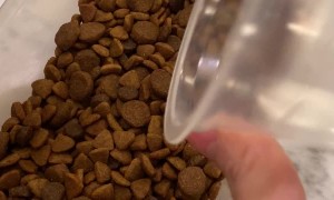 Dog Doesn't Like to Diet