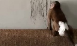 Artistic Monkey Leaves Her Mark on the Wall