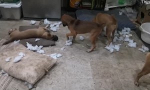 Happy Puppies Make a Mess