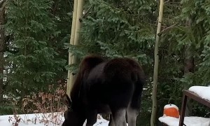 Moose Family Enjoys Halloween Treats