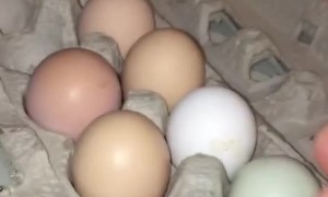 Egg Inside of an Egg