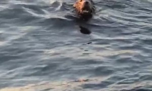 Sleeping Sea Lion Startled by Friendly Touch