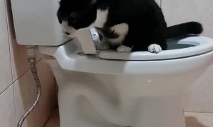 Clever Kitty Uses Toilet