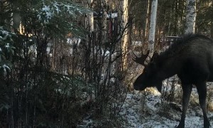 Moose Bluff Charges a Bull Moose