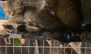 Kitty Massages His Brother's Stress Away