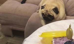 Protective Pug Guards the Cake