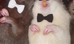 3 Sleepy Rats Looking Snazzy
