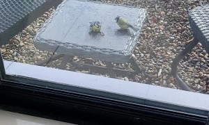 Bird Revived by Friend After Bumping Into Window