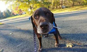 Lab Finds Lollipop on Halloween Walk