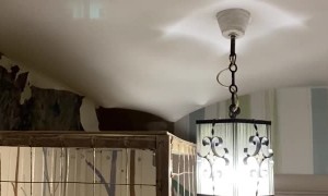 Raccoon Sneaks Around in Ceiling