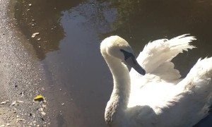 Swan Picks Peculiar Puddle to Perch