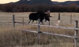 Doggy and Moose Meet at Fence