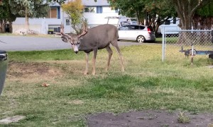 Buck Stretches to Snatch Berries From Tree