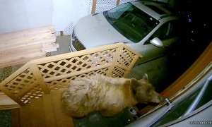 Curious Bear Peeks in Door