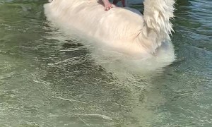Chihuahua Avoids Swimming by Balancing on Buddy