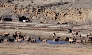 Herd of Elk Frolicking in Pond