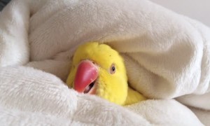 Cozy parrot would rather stay in bed all morning