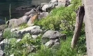 Swimming Deer Leaps out of Water Past People