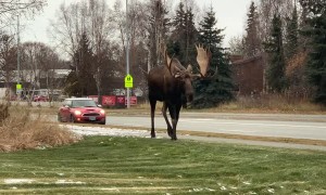 Massive Bull Moose Going for a Stroll