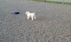 Fast Doggie Chases RC Car