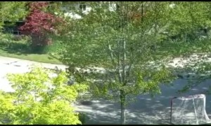 Playful Bears Have Fun in the Sun