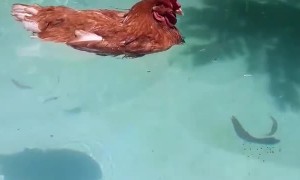 Chicken Relaxing in the Pool