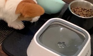 Ollie Disapproves of New Water Bowl