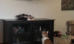 Kitty Launches at TV to Catch Bird on Nature Show