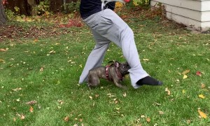 Pug Grabs Onto Mans Pants