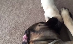 Adorably tiny puppy plays with giant English Mastiff