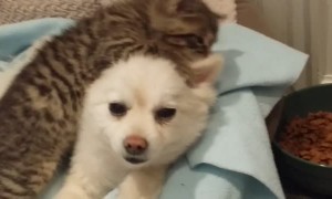 Abandoned kitten finds a new best friend to play with