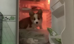 Puppy Cools Off on Fridge Shelf on Hot Days