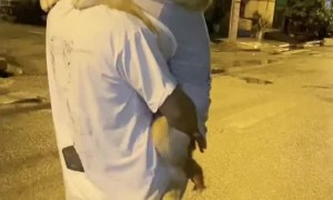 Dog is Happy to Be Carried Down the Street