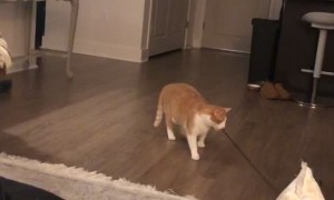Cute Cat Entertains Itself
