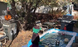 Bear Cub Playing in the Pool