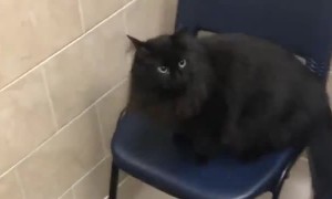 Clumsy cat makes a mess of the vet's office