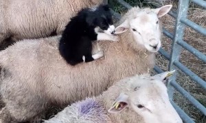 Puppy Playtime with Sheep