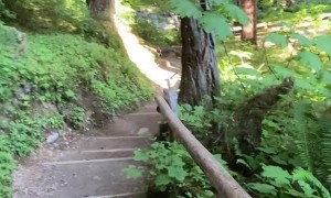 Group of Hikers Meet Black Bear on Trail