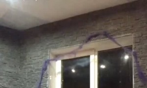 Girl Trips Over Plant