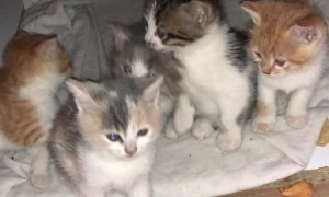Kittens Pour Out of Pot to Say Good Morning