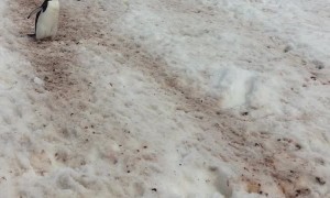 Rush Hour in Antarctica