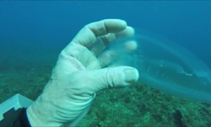 Diver Finds Jelly-Like Species while Diving in Gozo.