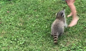 Pet Raccoon Plays with Ball in Backyard
