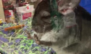 Cute Chinchilla Caught Deep in Thought