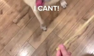 Doggy Confused on How to Eat A Noodle