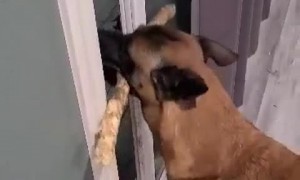 Doggy Carrying Stick Can't Fit Through Door