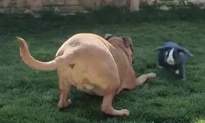 Bunny Rabbit and Dog Playing Together